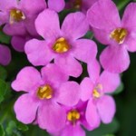 Bacopa Epic Pink