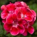 Geranium Tango Deep Rose
